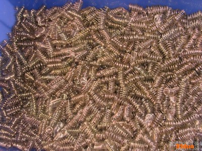 五金镀锌压力弹簧