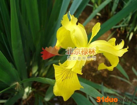 供应北京禄林黄菖蒲种子 黄鸢尾 水生鸢尾种子 现货库存 花卉种子