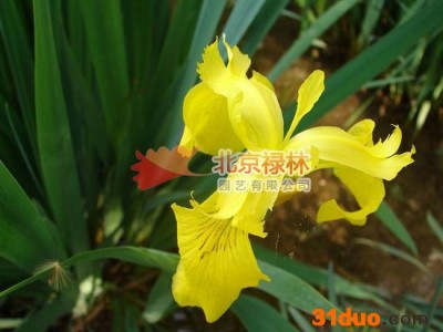 供应北京禄林黄菖蒲种子 黄鸢尾 水生鸢尾种子 现货库存 花卉种子