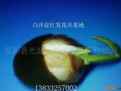 荷花种子|||荷花种子技术、荷花种子育植 承接水生植物