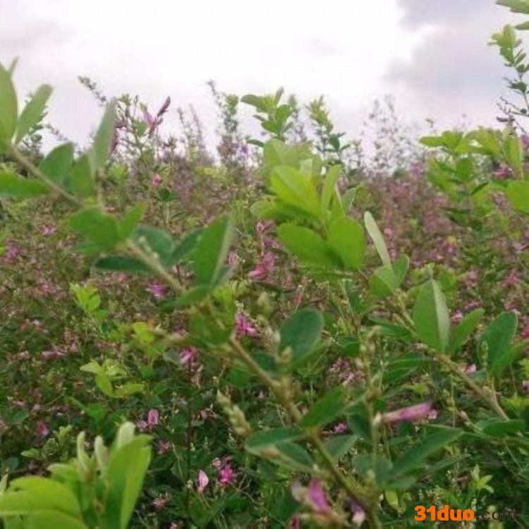 胡枝子种子批发    护坡种子胡枝子    胡枝子种子价格