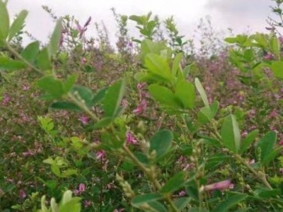 胡枝子种子批发    护坡种子胡枝子    胡枝子种子价格