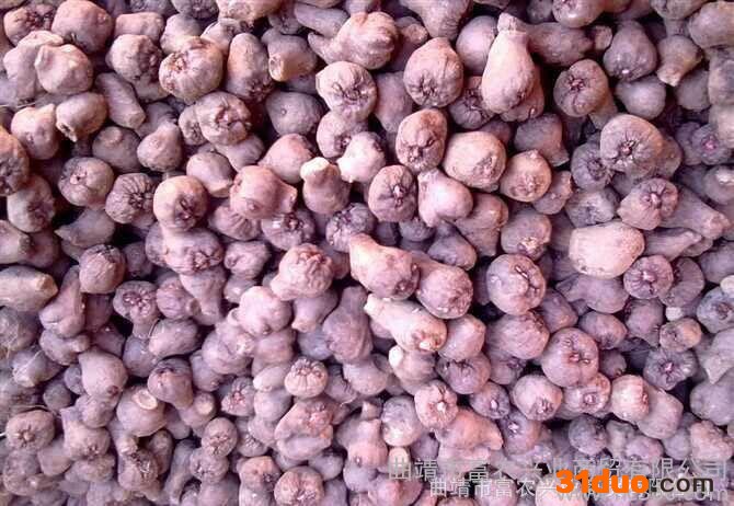 陕西魔芋种子 陕西魔芋种子供应商 陕西魔芋 云南魔芋种子销售 陕西魔芋种子怎么卖