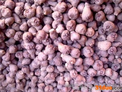 陕西魔芋种子 陕西魔芋种子供应商 陕西魔芋 云南魔芋种子销售 陕西魔芋种子怎么卖