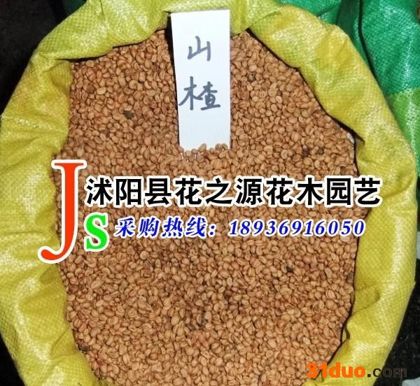 供应花之源种业果树种子山楂种子