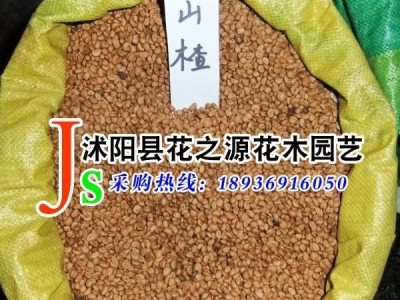 供应花之源种业果树种子山楂种子