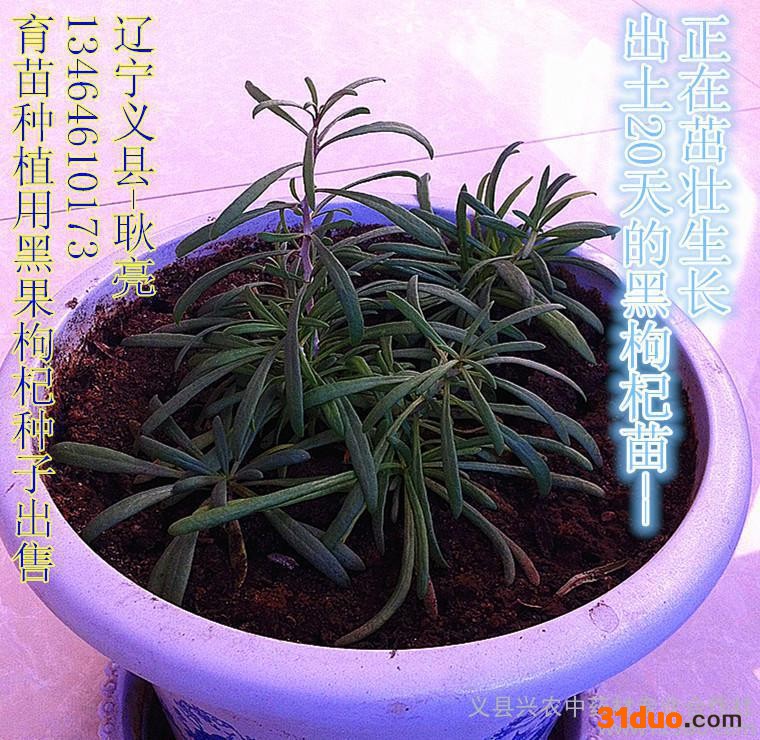 供应黑钻石育苗种子黑枸杞种子