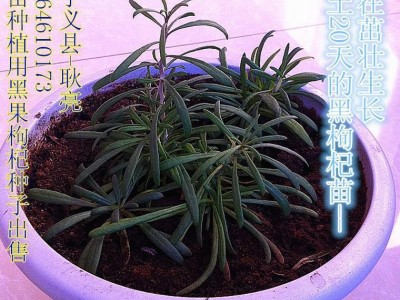 供应黑钻石育苗种子黑枸杞种子