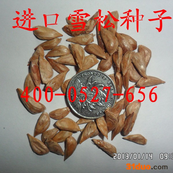 供应永信进口雪松种子  宝塔松种子