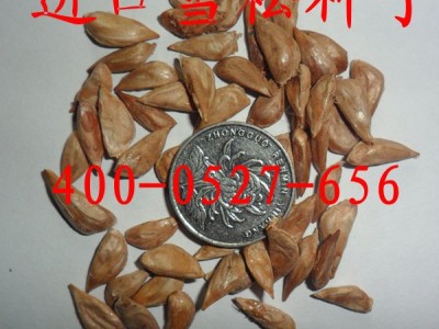 供应永信进口雪松种子  宝塔松种子