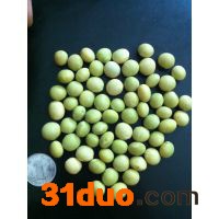 山毛豆  我司大量批发各类草坪种子，护坡种子，灌木种子，绿化资材。