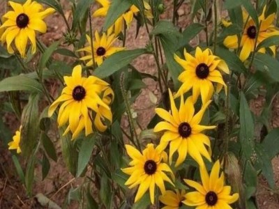 求购**黑心菊种子种苗，首推江苏富春园林苗圃，种植基地大量现货出售，价格低品种优成活率高，别称黑心金光菊、欢迎采购批发