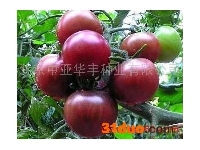 供应蔬菜种子,小西红柿种子黑珍珠,特色小西红柿种子,高产小西红柿种子