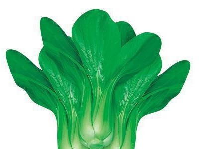 蔬菜种子 直销青菜种子 【欧美303】