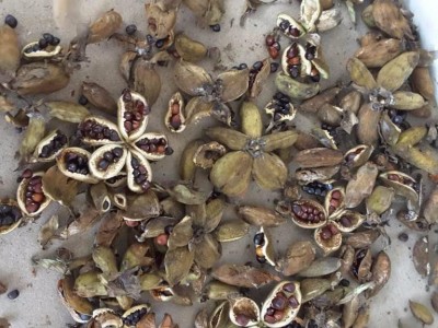 牡丹种子 紫斑牡丹  紫斑牡丹牡丹种子