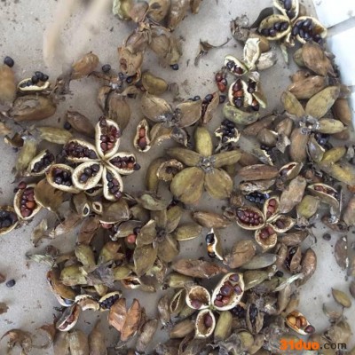 牡丹种子 紫斑牡丹  紫斑牡丹牡丹种子