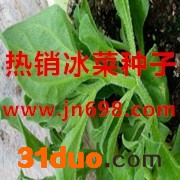冰菜种子冰菜种子 非洲冰草 特种蔬菜 济南冰菜种子批发 日本武藏野冰菜种子