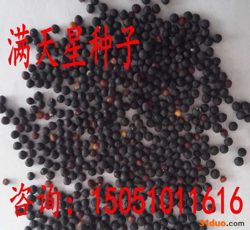 出售多年草花种子满天星种子丝石竹种子新种子包发芽可货到付款