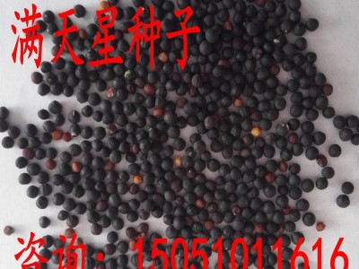 出售多年草花种子满天星种子丝石竹种子新种子包发芽可货到付款