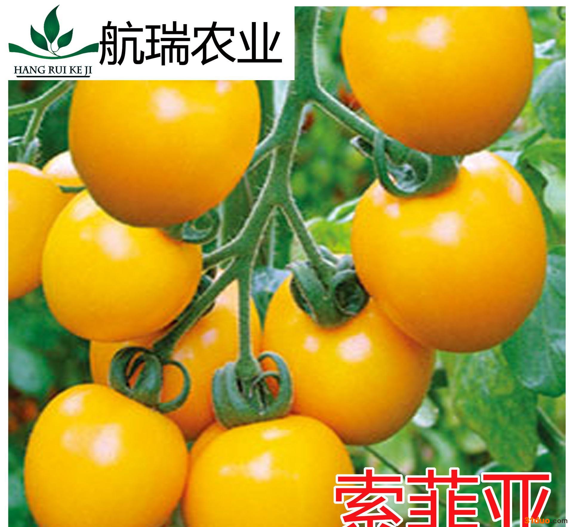 西红柿种子 番茄种子 黄色罗曼型番茄种子-卵圆型 包邮 -索菲亚