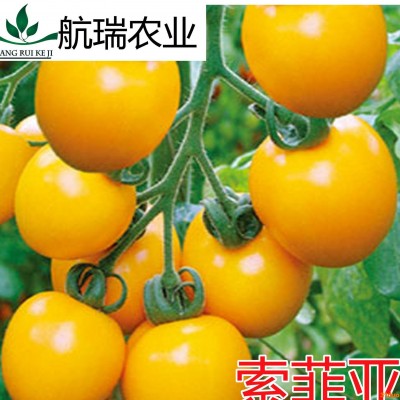 西红柿种子 番茄种子 黄色罗曼型番茄种子-卵圆型 包邮 -索菲亚