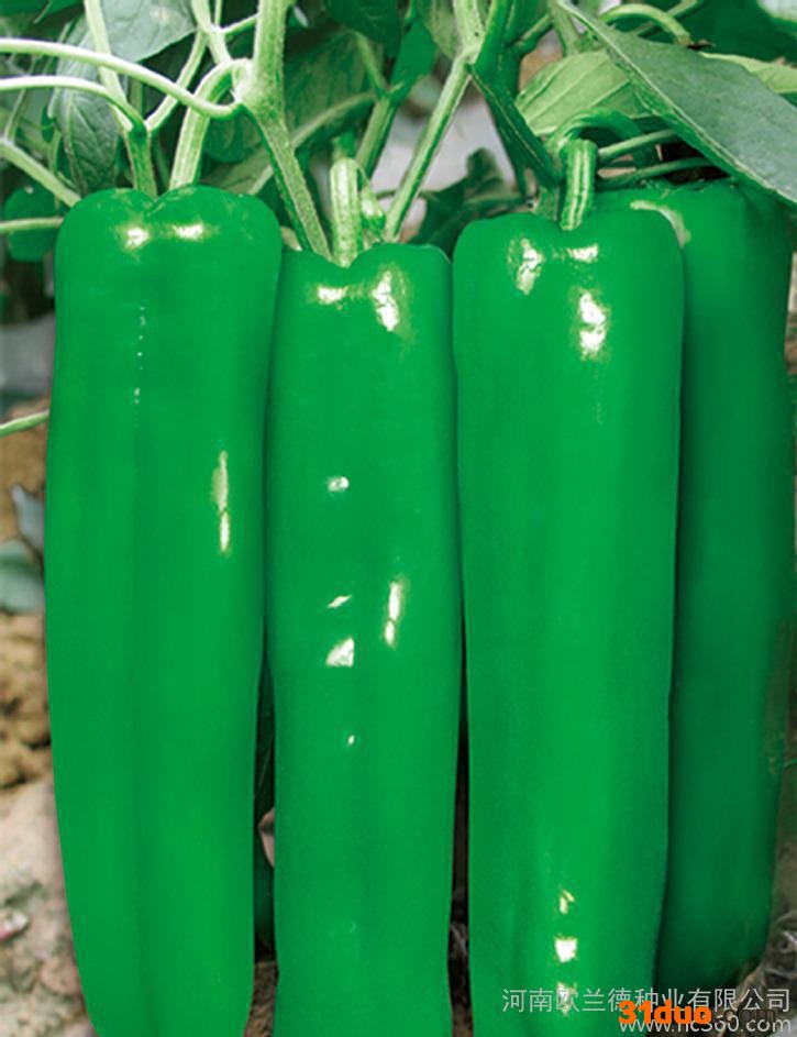 蔬菜种子辣椒 青椒种子 【国农301】