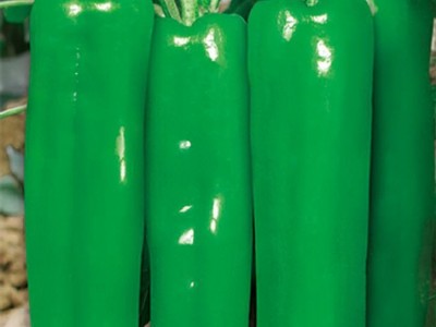 蔬菜种子辣椒 青椒种子 【国农301】