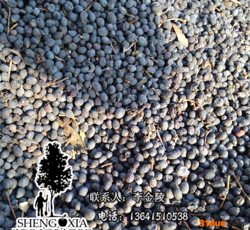 盛夏出品  大叶女贞种子 绿化乔木种子 树木种子