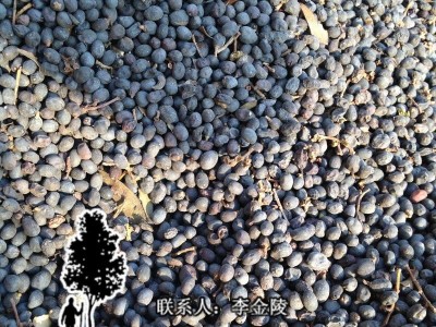 盛夏出品  大叶女贞种子 绿化乔木种子 树木种子