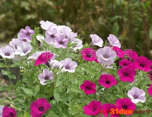 供应江苏明远矮牵牛供应矮牵牛种子 种子种苗花卉种子