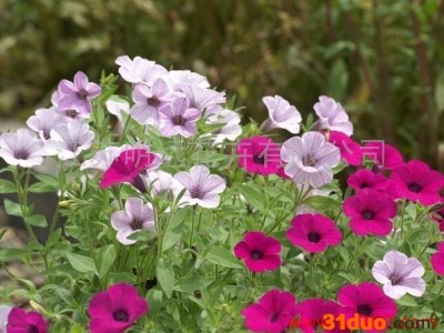 供应江苏明远矮牵牛供应矮牵牛种子 种子种苗花卉种子