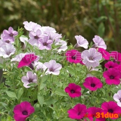 供应江苏明远矮牵牛供应矮牵牛种子 种子种苗花卉种子