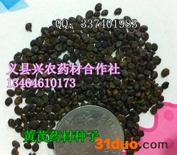 供应铁芪种子铁芪黄芪种子