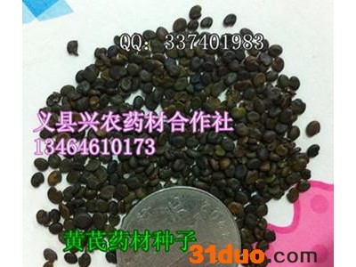 供应铁芪种子铁芪黄芪种子