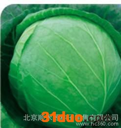 甘蓝种子顺禾源种业经销春夏绿球高产种子