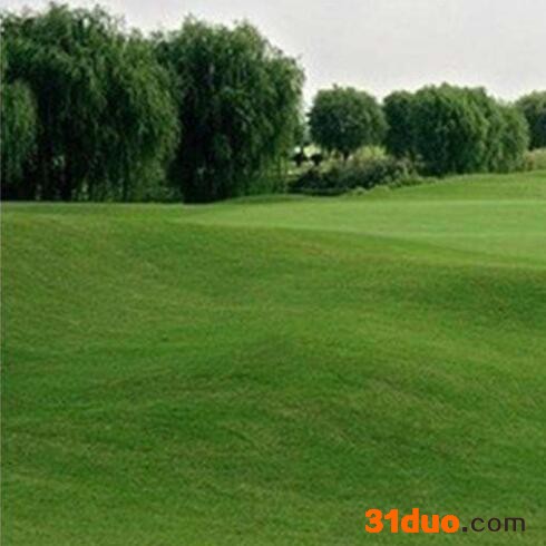 四季青草坪种子 草坪种子 四季青草坪种子 高羊茅种子 早熟禾种子 黑麦草种子