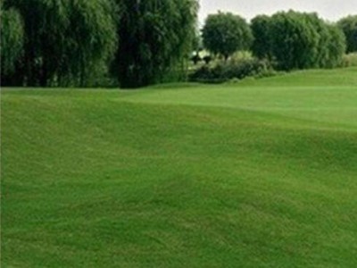 四季青草坪种子 草坪种子 四季青草坪种子 高羊茅种子 早熟禾种子 黑麦草种子