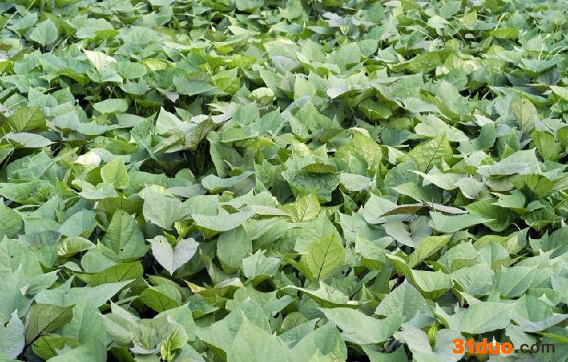 供应红薯种子早熟红薯种子种苗