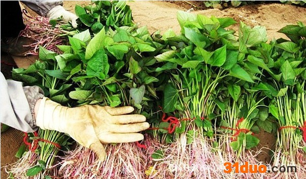 供应红薯种子 **脱毒紫红薯种子