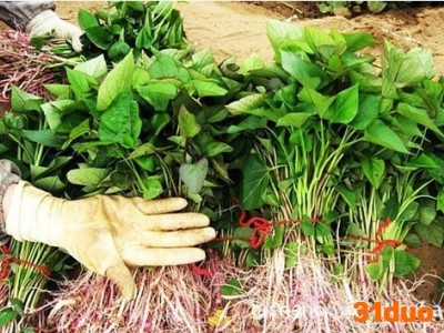 供应红薯种子 **脱毒紫红薯种子