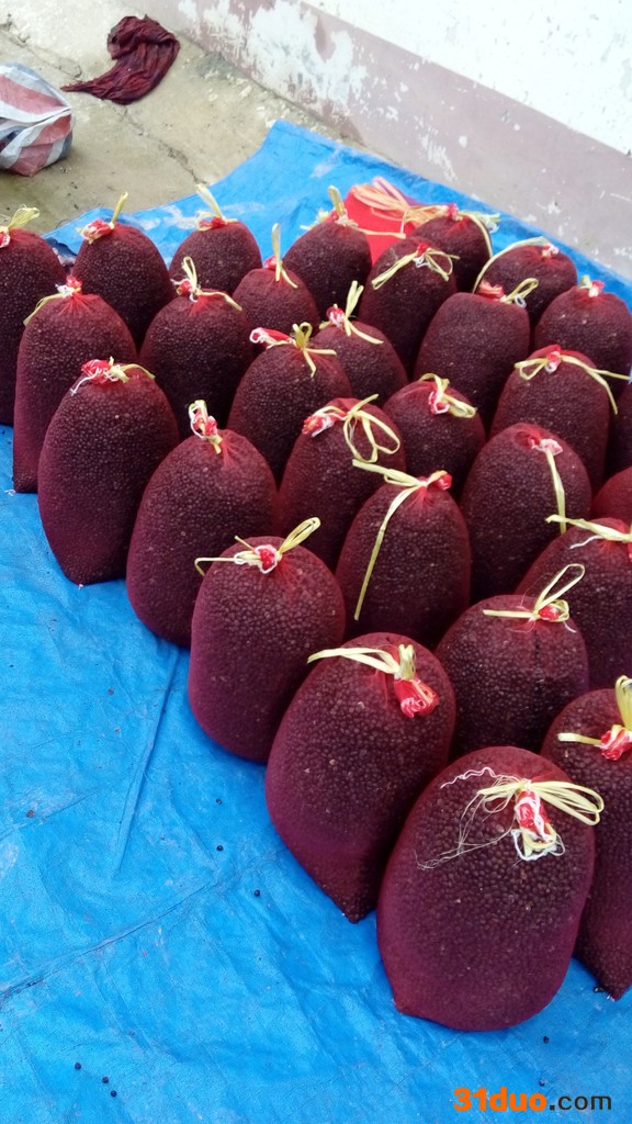 **牡丹种子批发 牡丹种子供货商