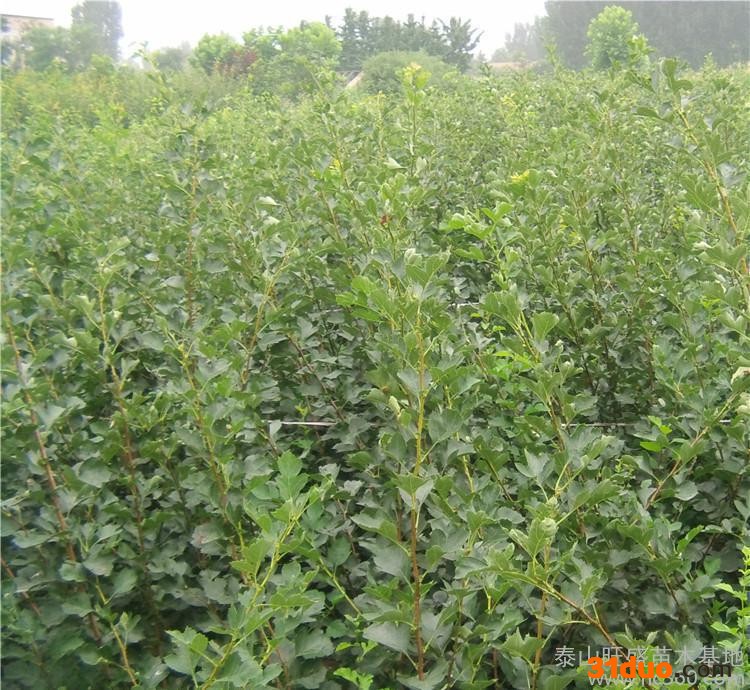 大金星山楂树苗 **山楂树苗 盆栽山楂树苗 山楂树苗价格