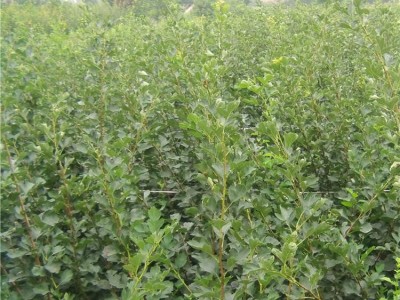 大金星山楂树苗 **山楂树苗 盆栽山楂树苗 山楂树苗价格