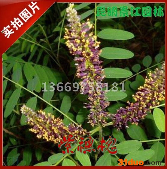 云南紫穗槐  昆明紫穗槐 紫穗槐种子批发 昆明灌木种子 云南产地灌木种子批发 昆明景江园林