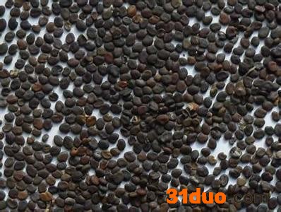 供应黄芪种子黄芪种子