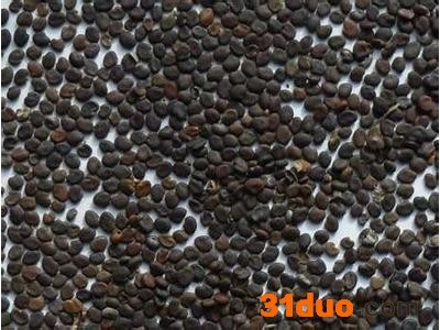 供应黄芪种子黄芪种子