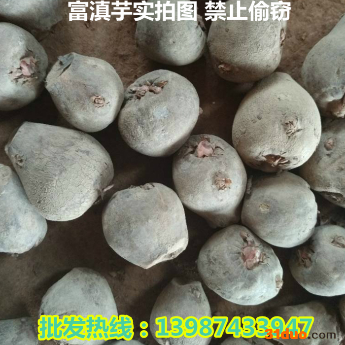 富滇芋 魔芋种子 云南魔芋种子供应商 四川魔芋种子批发价格 贵州魔芋种子** 高产花魔芋种子