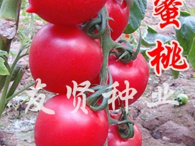 粉蜜桃西红柿种子番茄种子