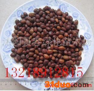 供应皂角种子 三角枫种子