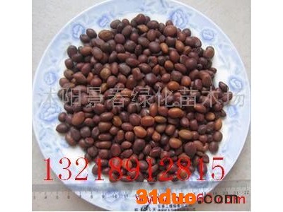 供应皂角种子 三角枫种子